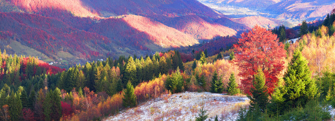 Golden Forest Ridge Sokilsky