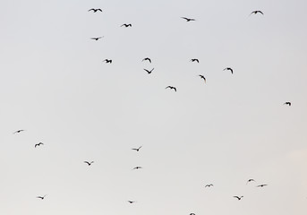a flock of seagulls in the sky at sunset