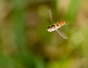 fly in flight in nature. macro
