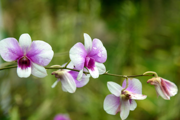 Dendrobium enobi purple orchids