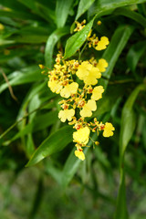 Fototapeta premium Oncidium goldiana orchids, Golden Shower