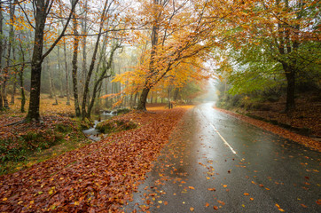 Mata da Albergaria, Autumn, Geres, Portugal