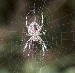 A macro image of the Common Garden Spider, Araneus diadematus, it's web.