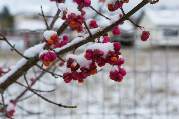 Spindelstrauch nach Schneefall im Herbst