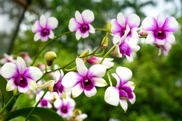 Dendrobium enobi purple orchids