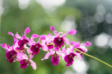 Obraz premium Purple and pink orchids on green
