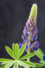 Lupinus (Fabaceae)