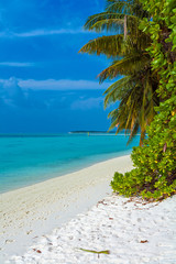 Fototapeta na wymiar Palm trees leaning over sand beach, Maldives