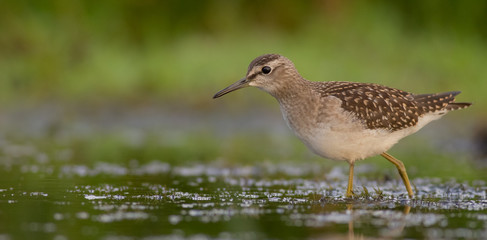 Fototapeta premium Wood Sandpiper / Tringa glareola