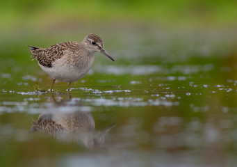 Wood Sandpiper / Tringa glareola
