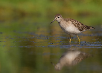 Wood Sandpiper / Tringa glareola