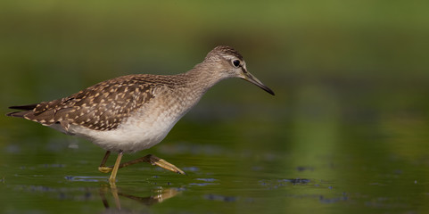 Wood Sandpiper / Tringa glareola