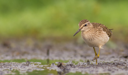 Wood Sandpiper / Tringa glareola