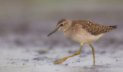 Wood Sandpiper / Tringa glareola
