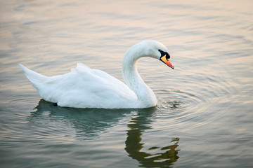white Goose