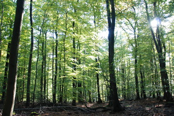 Obraz premium Waldesluft