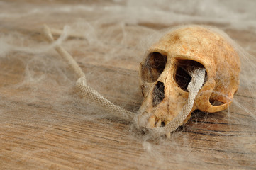 Vervet monkey skull with a snake skin covered in cobwebs