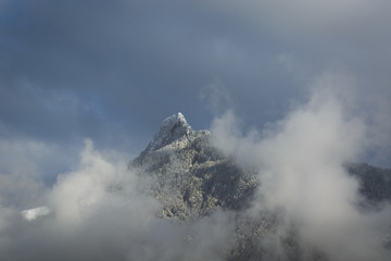 Dent de broc sous la neige de novembre