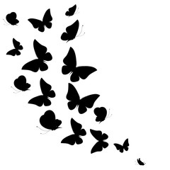 Fototapeta na wymiar black butterflies,isolated on a white