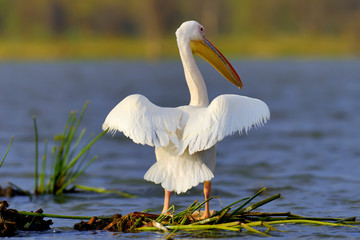 Great white pelican