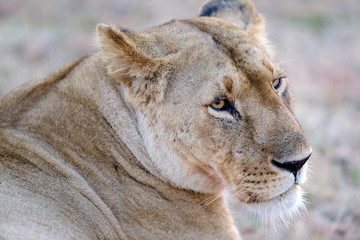 Lion in National park of Kenya