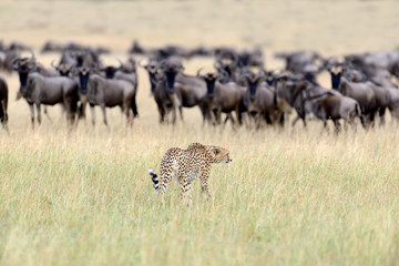 Fototapeta na wymiar Wild african cheetah