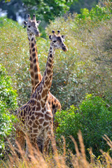 Giraffe in National park of Kenya