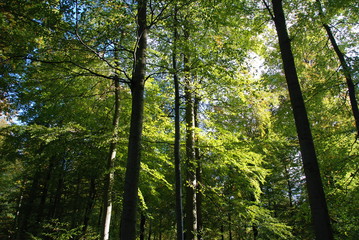 Obraz premium Herbst in Bad Salzdetfurth