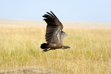 Vulture flying. Masai Mara National Park