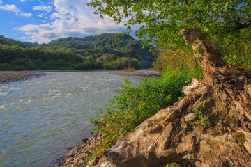 Snag on the shore of a mountain river. A view of the river and mountains.