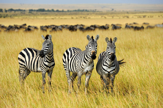 Fototapeta Zebra on grassland in Africa
