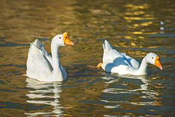 white Goose