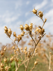dry prickly grass against the sky