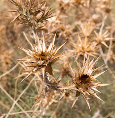 dry prickly grass outdoors