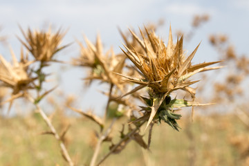 dry prickly grass against the sky