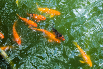 Golden Trout underwater