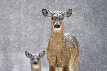Deer Snow Globe