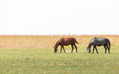 Naklejka na ściany i meble two horses on pasture at nature