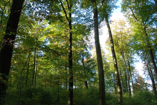 Wald um Bad Salzdetfurth