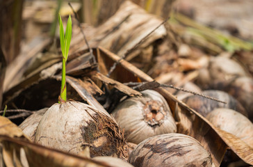 coconut