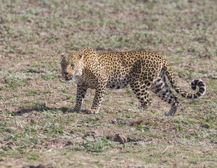 Fototapeta na wymiar Zambian Leopard