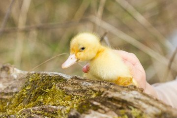 Cute young duckling, on start of their live.