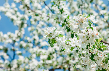branch of apple tree