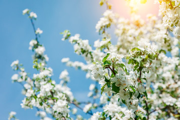 branch of apple tree