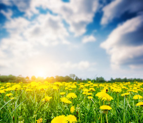 Fototapeta premium yellow dandelion meadow