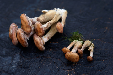 Honey mushrooms on black wooden board