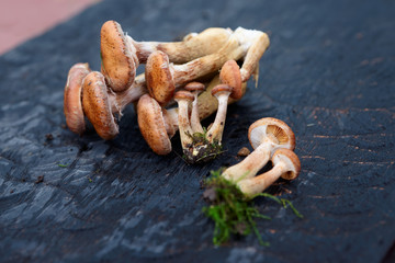 Honey mushrooms on black wooden board