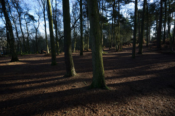 lickey hills