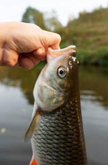 Fisherman is hanging the big chub