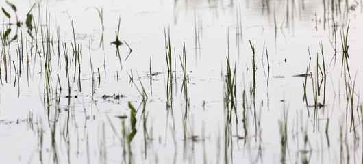 grass in water at sunset